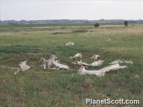Bones on the Prairie