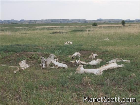 Bones on the Prairie