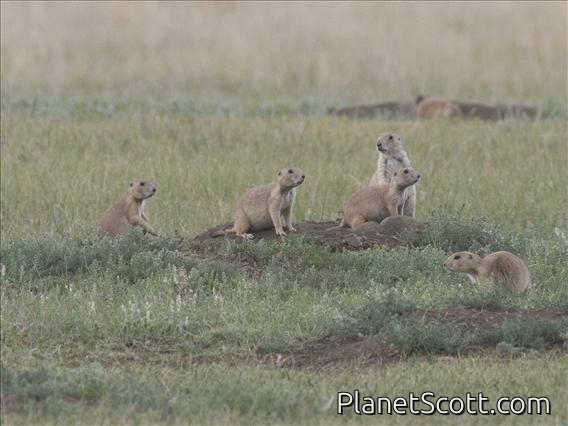 Black-tailed Prairie Dog (Cynomys ludovicianus)