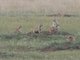 Black-tailed Prairie Dog (Cynomys ludovicianus)