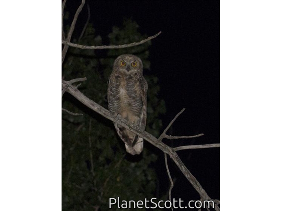 Great Horned Owl (Bubo virginianus)
