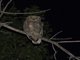 Great Horned Owl (Bubo virginianus)