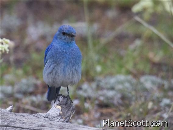 Mountain Bluebird (Sialia currucoides)