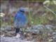 Mountain Bluebird (Sialia currucoides)