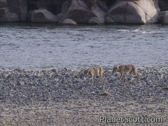 Coyote (Canis latrans)