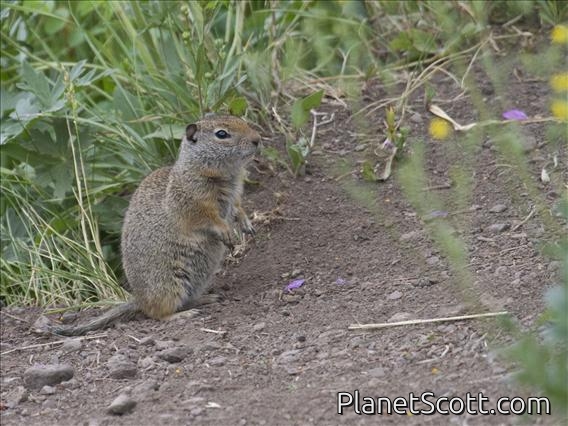 Uinta Ground Squirrel (Urocitellus armitus)
