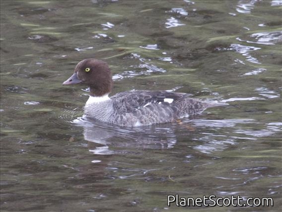 Common Goldeneye (Bucephala clangula) - Female