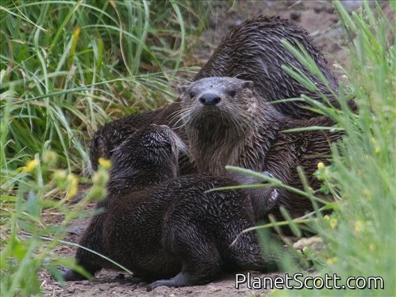 Northern River Otter (Lontra canadensis)