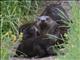 Northern River Otter (Lontra canadensis)