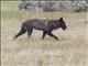 Gray Wolf (Canis lupus)