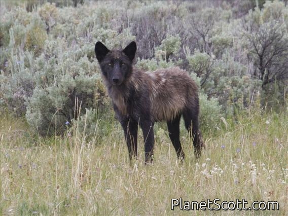 Gray Wolf (Canis lupus)