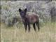 Gray Wolf (Canis lupus)