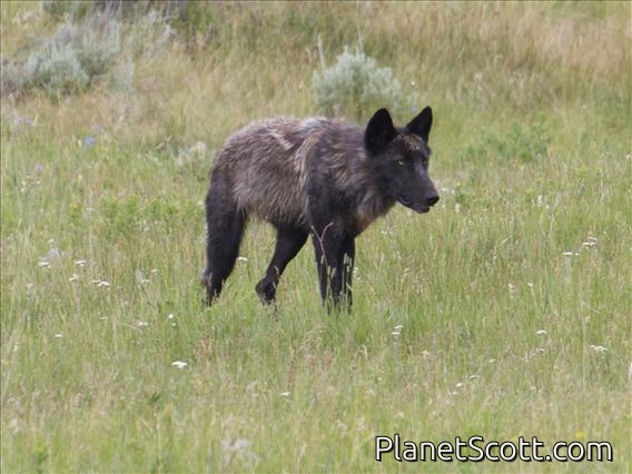 Gray Wolf (Canis lupus)