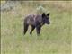 Gray Wolf (Canis lupus)