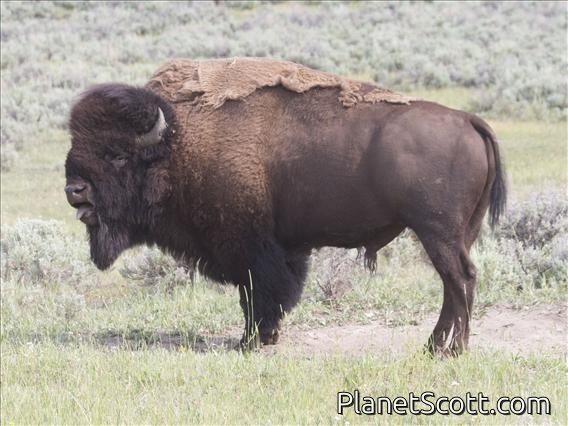 American Bison (Bison bison)