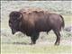 American Bison (Bison bison)