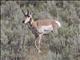 Pronghorn (Antilocapra americana)