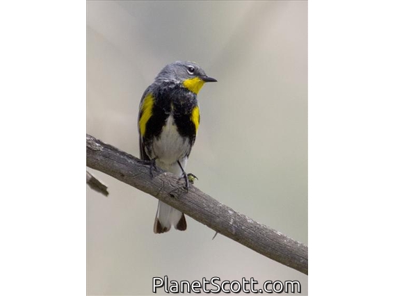 Yellow-rumped Warbler (Setophaga coronata) - Audubon's Male