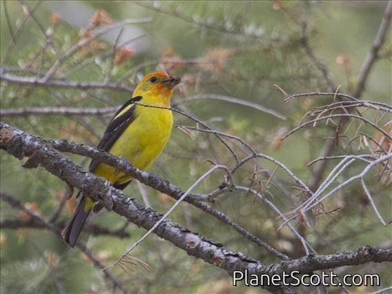 Western Tanager (Piranga ludoviciana) - Male Breeding