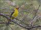 Western Tanager (Piranga ludoviciana) - Male Breeding