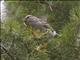 Chipping Sparrow (Spizella passerina)