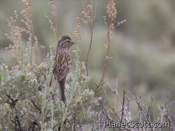 Brewer's Sparrow (Spizella breweri)