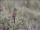 Brewers Sparrow (Spizella breweri)