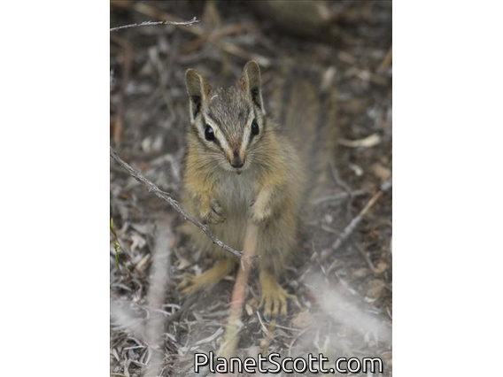 Yellow Pine Chipmunk (Tamias amoenus)