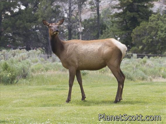 Elk (Cervus canadensis) - Female