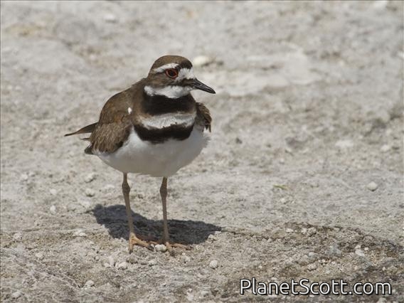 Killdeer (Charadrius vociferus)