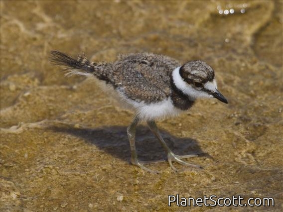 Killdeer (Charadrius vociferus) - Juvenile