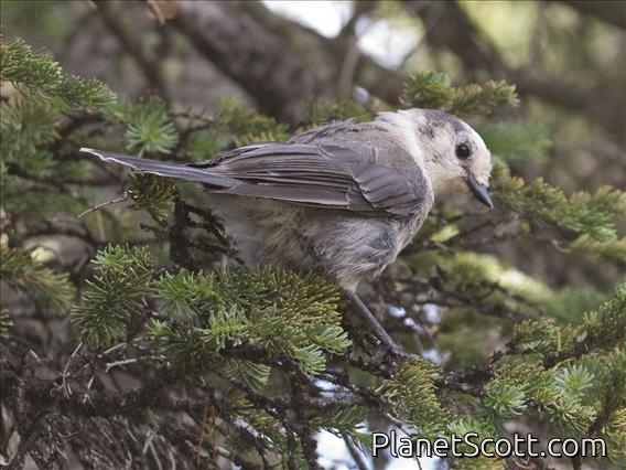 Gray Jay (Perisoreus canadensis)