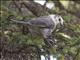 Gray Jay (Perisoreus canadensis)