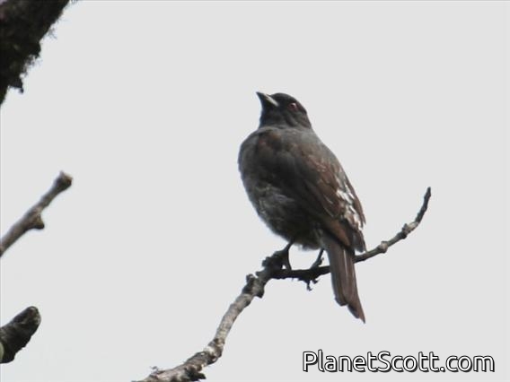Red-crested Cotinga (Ampelion rubrocristatus)