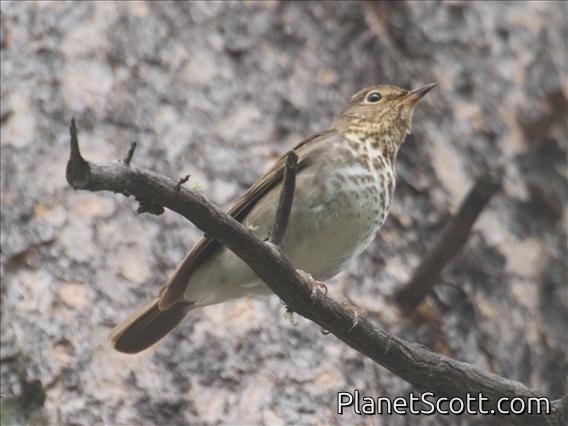 Swainson's Thrush (Catharus ustulatus)