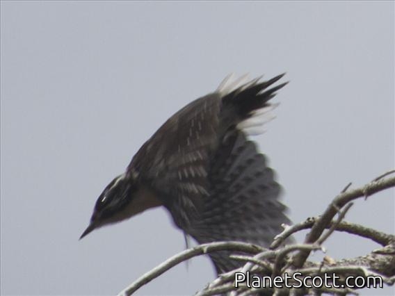 Three-toed Woodpecker (Picoides tridactylus)