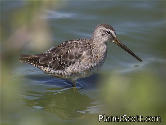 Short-billed Dowitcher (Limnodromus griseus)