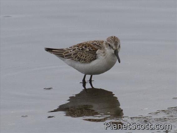 Western Sandpiper (Calidris mauri)