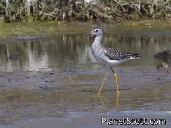 Lesser Yellowlegs (Tringa flavipes)