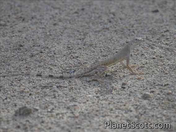 Zebra-tailed Lizard (Callisaurus draconoides)