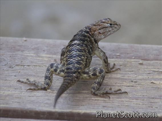 Desert Spiny Lizard (Sceloporus magister)