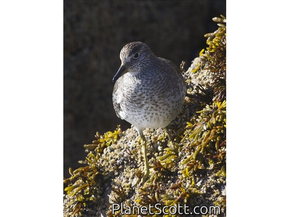 Surfbird (Calidris virgata)
