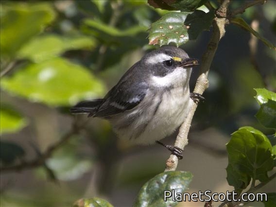 Black-throated Gray Warbler (Setophaga nigrescens)