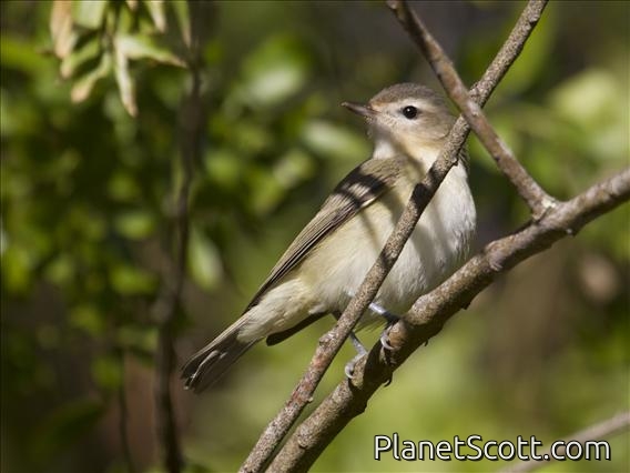 Warbling Vireo (Vireo gilvus)