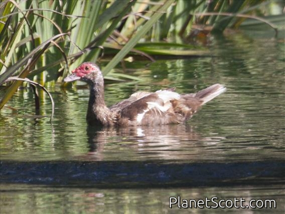 Muscovy Duck (Cairina moschata) - Female Domestic Type