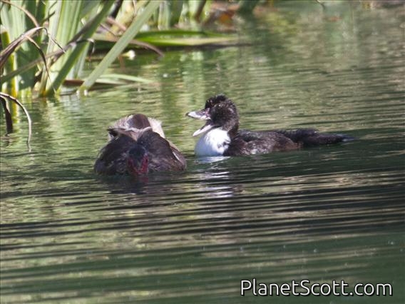 Muscovy Duck (Cairina moschata) - Juvenile