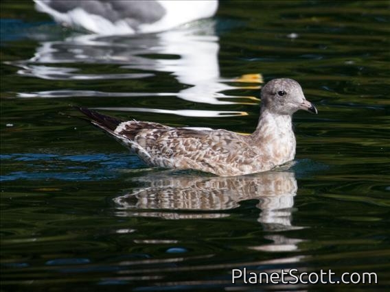 Mew Gull (Larus canus)