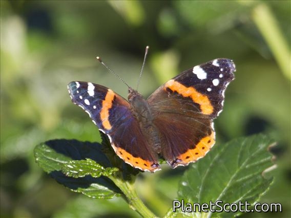Red Admiral (Vanessa atalanta)
