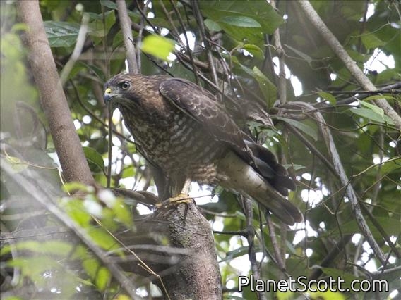 Broad-winged Hawk (Buteo platypterus)