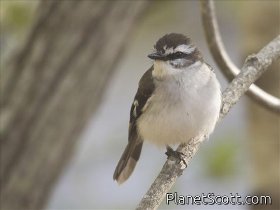 White-browed Robin (Poecilodryas superciliosa)